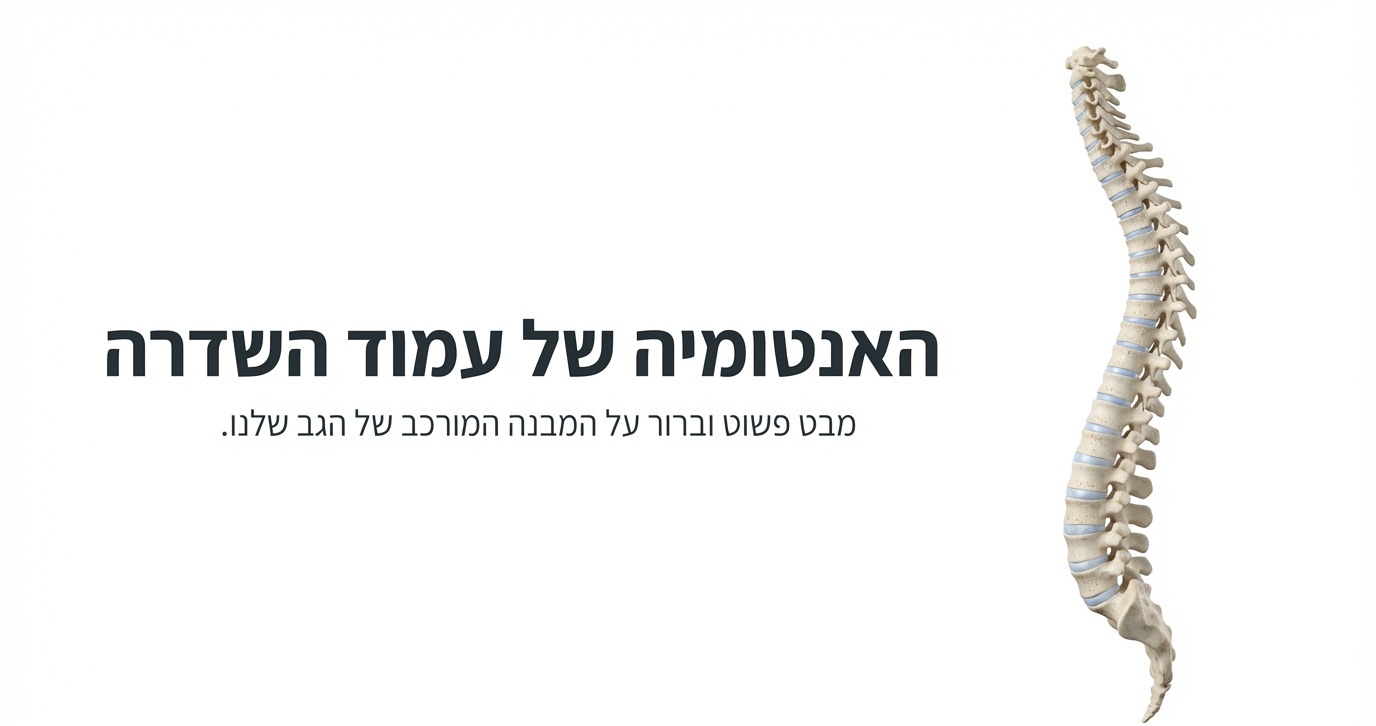 עמוד השדרה: לא "סתם גב"