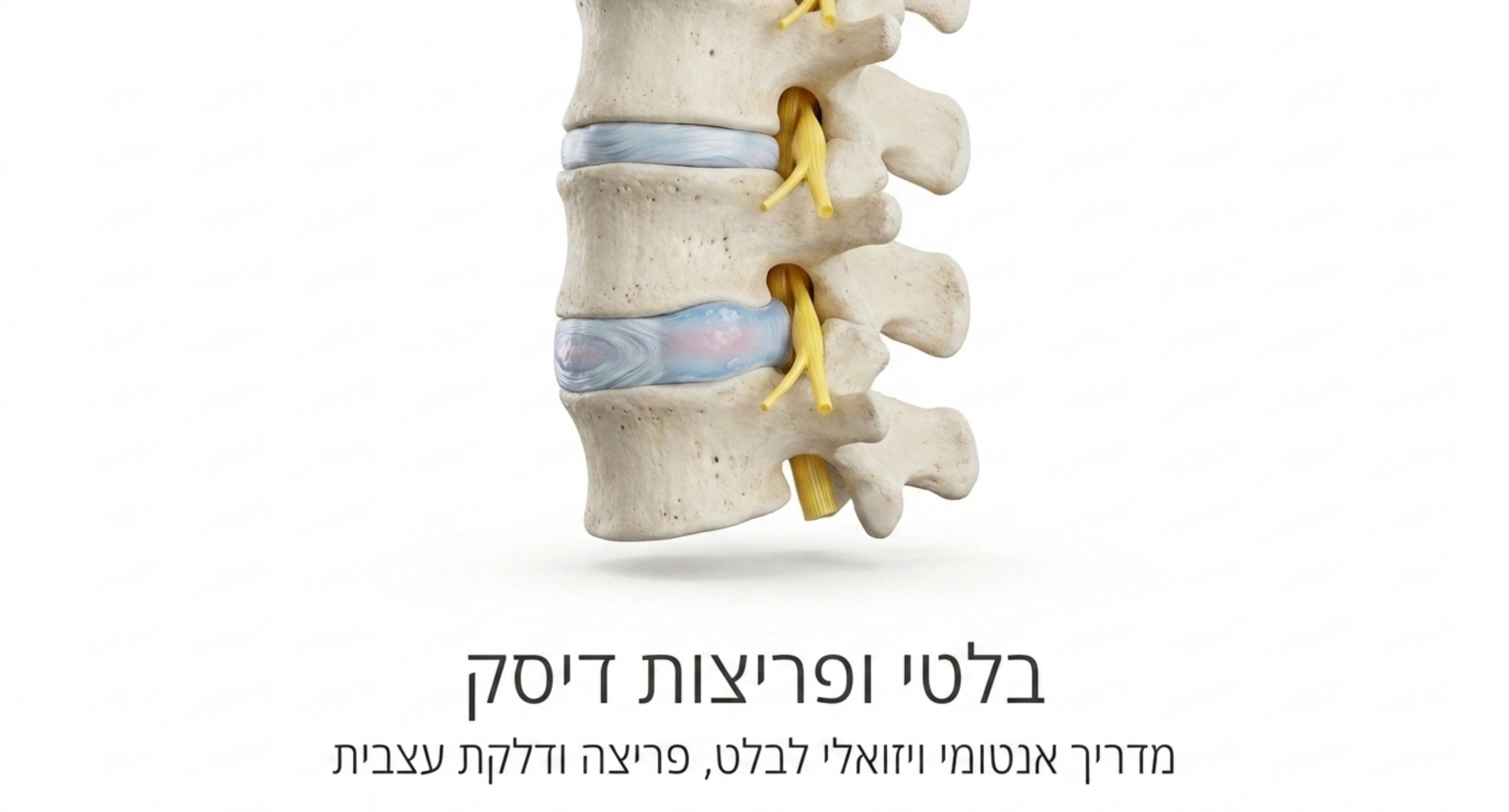 הדיסקים הבין-חולייתיים: הבולמים שאנחנו לוקחים כמובן מאליו