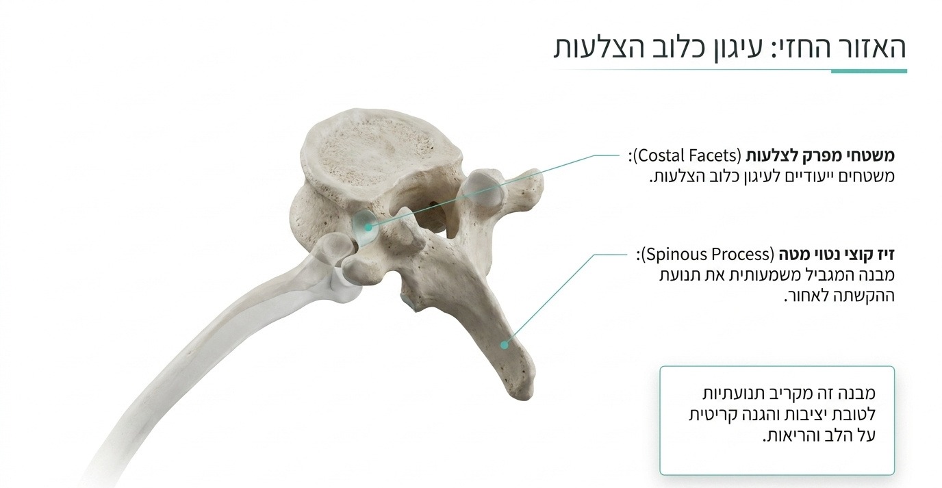 חוליה חזית עם משטחי מפרק לצלעות וזיז קוצי מטה