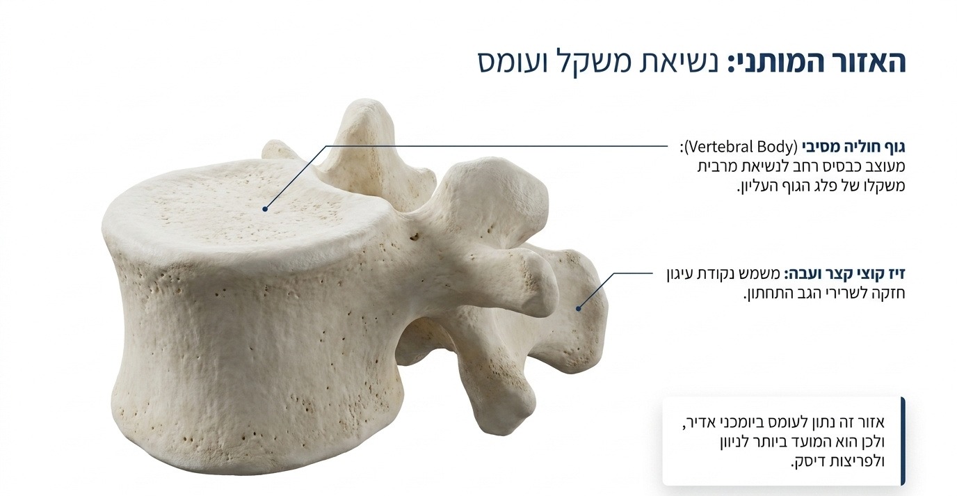 חוליה מותנית עם גוף חוליה מסיבי וזיז קוצי עבה